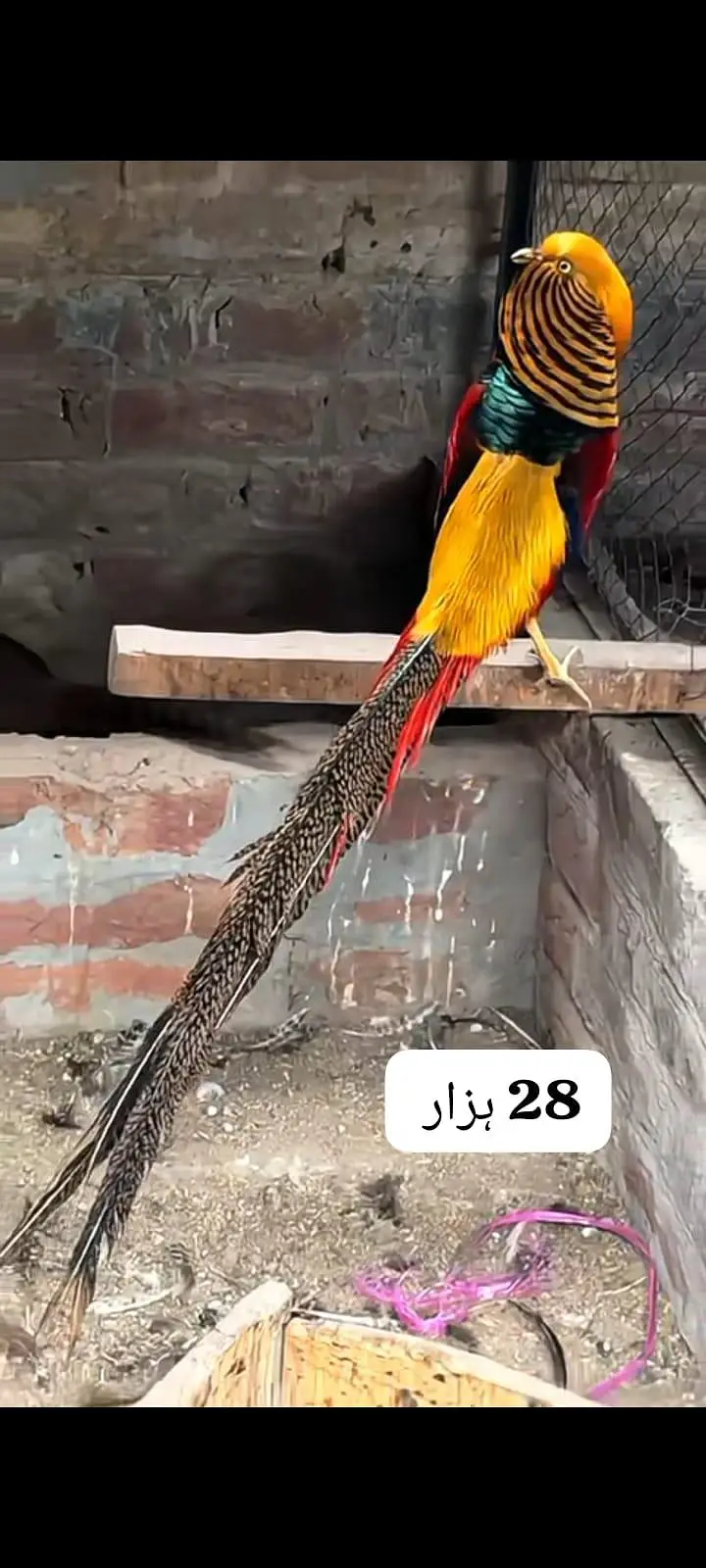 سفید مور کے بچے اور کیمیو مور کے بچے فار سے لوکیشن فیصل اباد — photo 5
