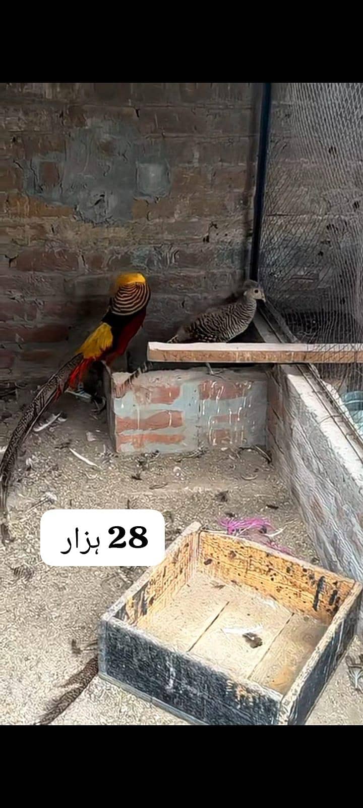 سفید مور کے بچے اور کیمیو مور کے بچے فار سے لوکیشن فیصل اباد 6