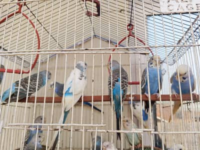 argent sale home breadar pair 0324/98/80/541