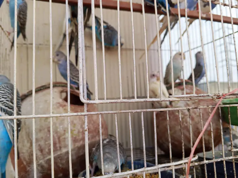argent sale home breadar pair 0324/98/80/541 — photo 7