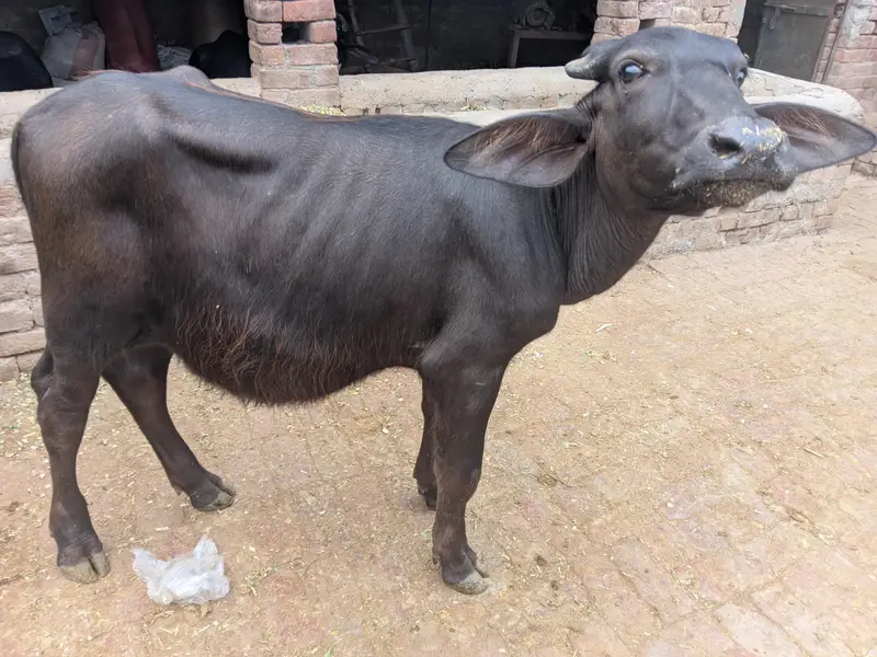 bachra urgent sale — photo 3