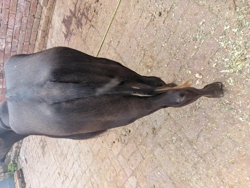 bachra urgent sale — photo 4
