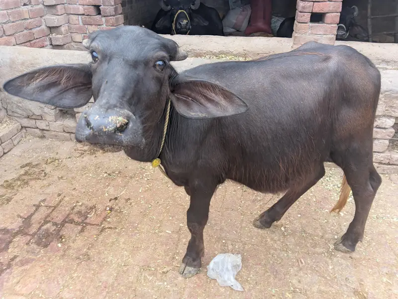 bachra urgent sale — photo 5
