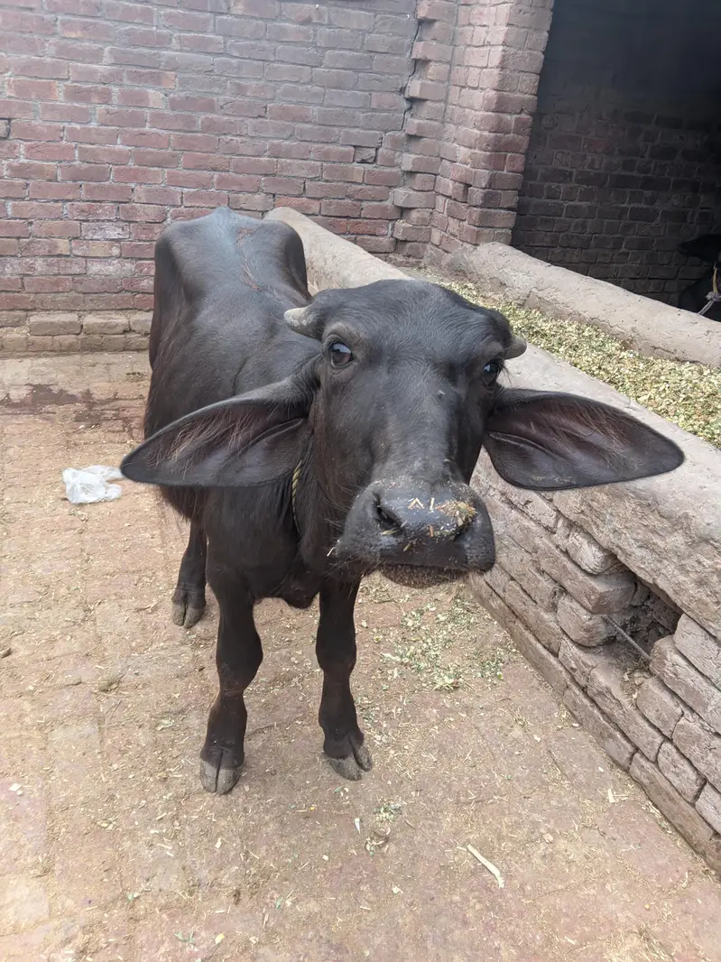 bachra urgent sale — photo 6