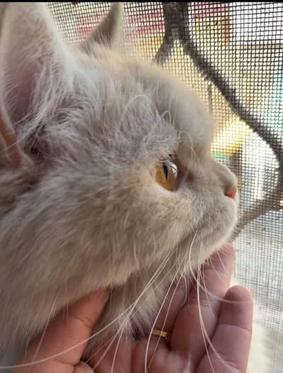 Triple coat Persian cat