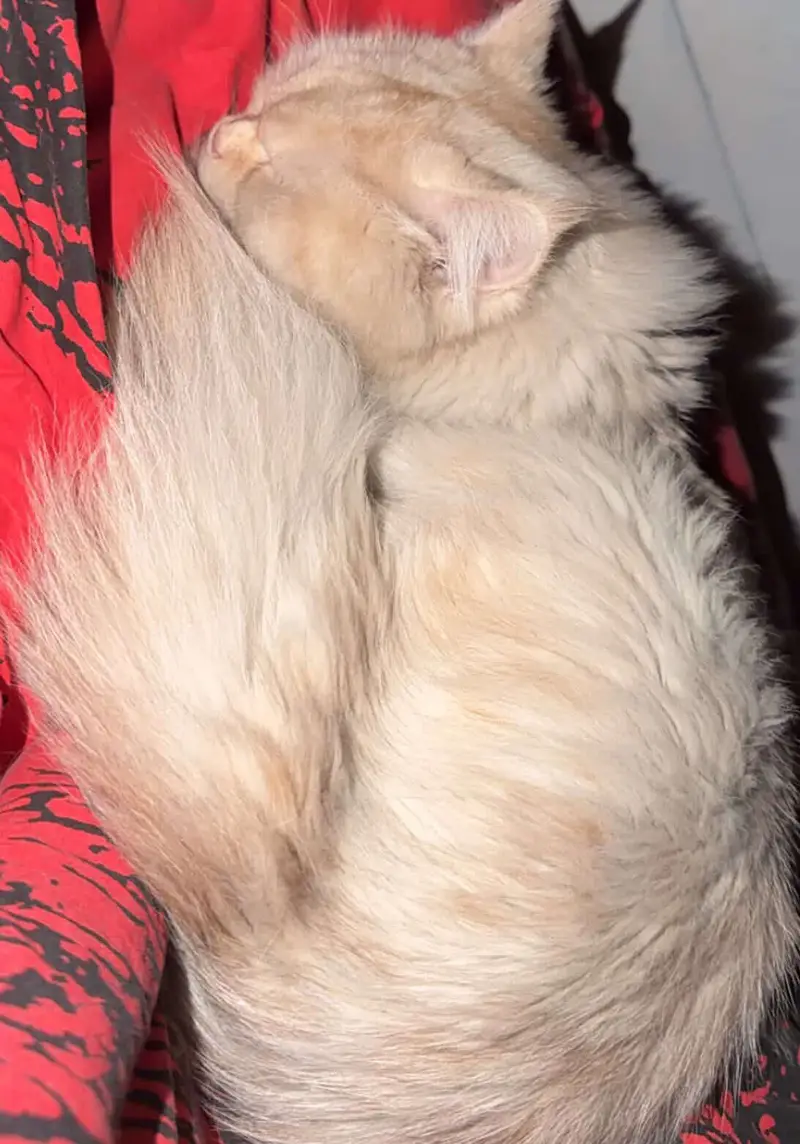 Triple coat Persian cat — photo 2