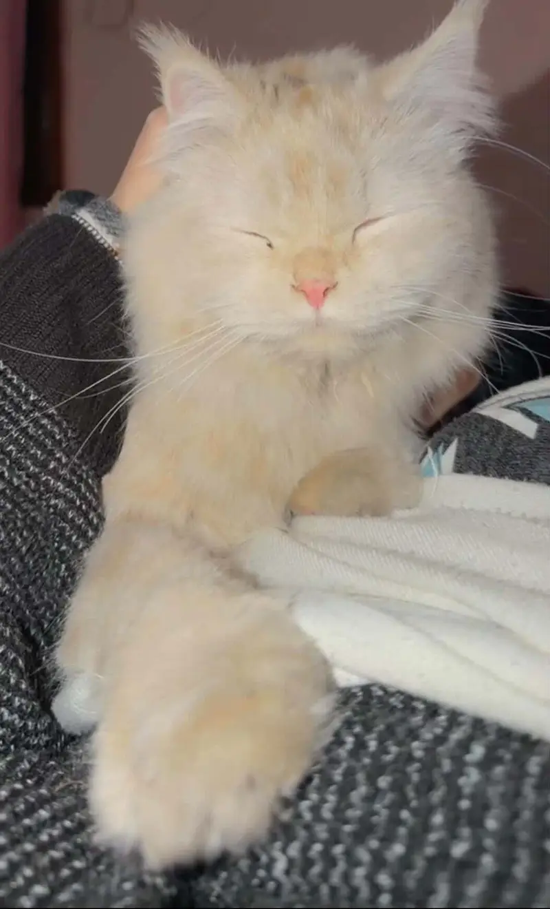 Triple coat Persian cat — photo 3