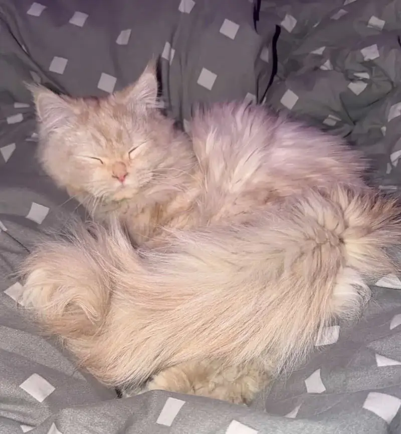 Triple coat Persian cat — photo 4
