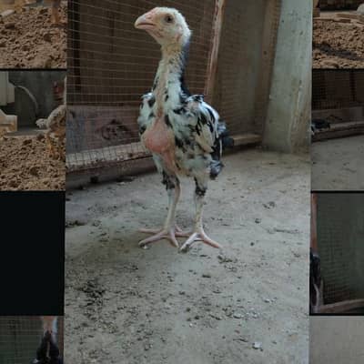 shamo chicks| white shamo chicks| mianwali chicks| veitnam| burmi×veit