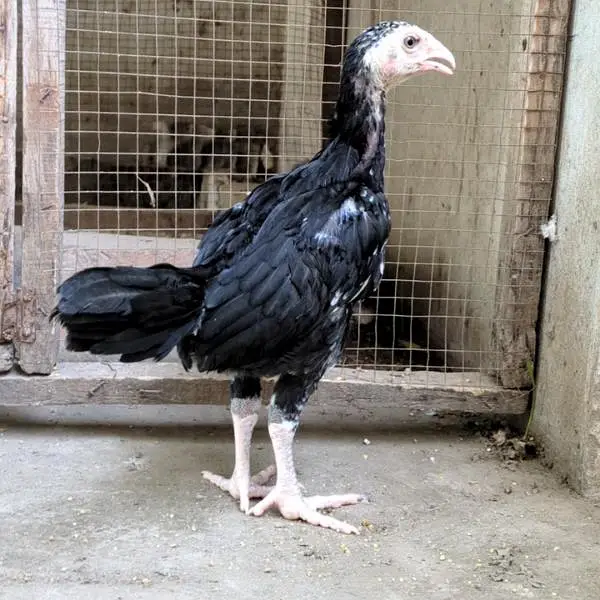 shamo chicks| white shamo chicks| mianwali chicks| veitnam| burmi×veit — photo 2