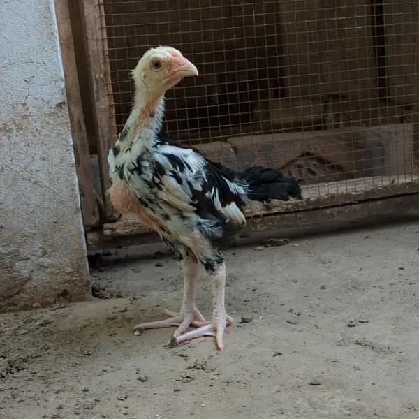 shamo chicks| white shamo chicks| mianwali chicks| veitnam| burmi×veit — photo 3