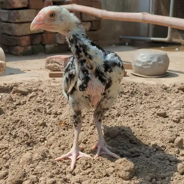 shamo chicks| white shamo chicks| mianwali chicks| veitnam| burmi×veit — photo 4
