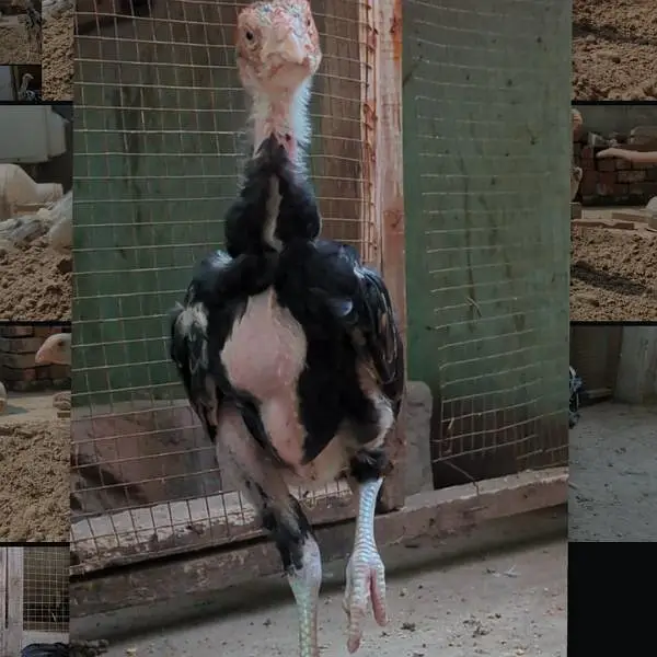 shamo chicks| white shamo chicks| mianwali chicks| veitnam| burmi×veit — photo 6