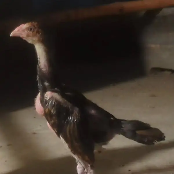 shamo chicks| white shamo chicks| mianwali chicks| veitnam| burmi×veit — photo 8