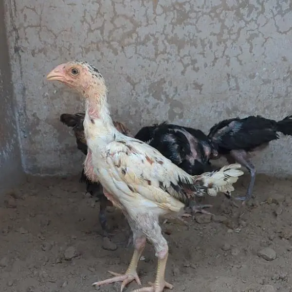 shamo chicks| white shamo chicks| mianwali chicks| veitnam| burmi×veit — photo 9