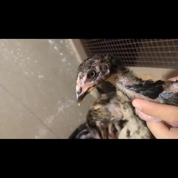 shamo chicks| white shamo chicks| mianwali chicks| veitnam| burmi×veit — photo 10