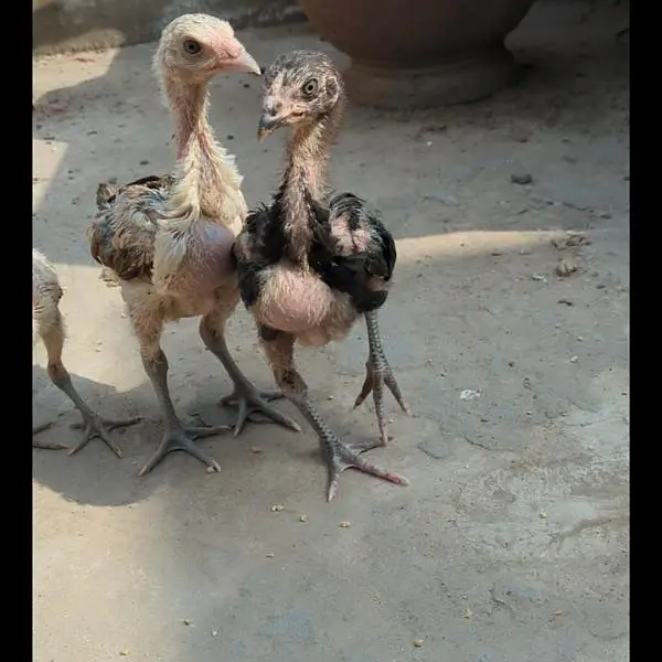 shamo chicks| white shamo chicks| mianwali chicks| veitnam| burmi×veit — photo 11