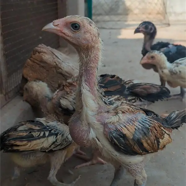 shamo chicks| white shamo chicks| mianwali chicks| veitnam| burmi×veit — photo 12