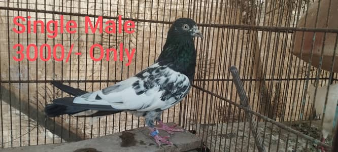 HIGH FLYERS BREEDER PAIR