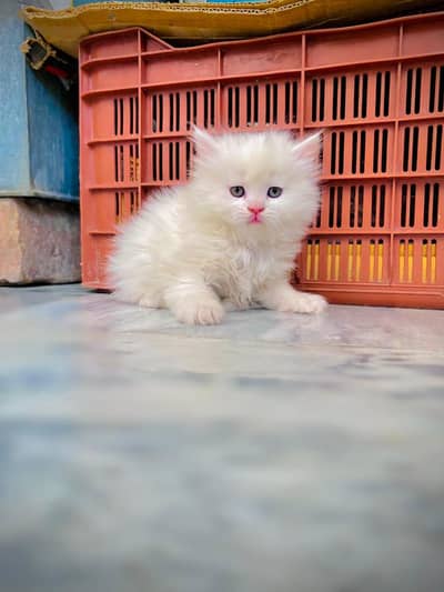 cash on delivery available Persian punch face cat kitten