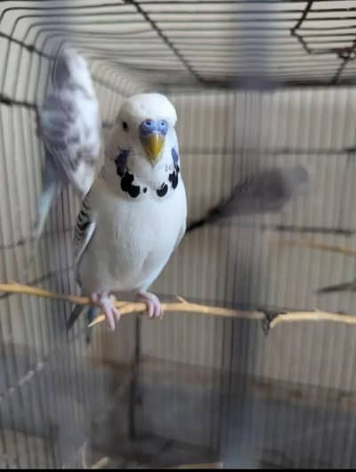 Australian Budgies with Flower Head | Rare Budgies | White and Blue