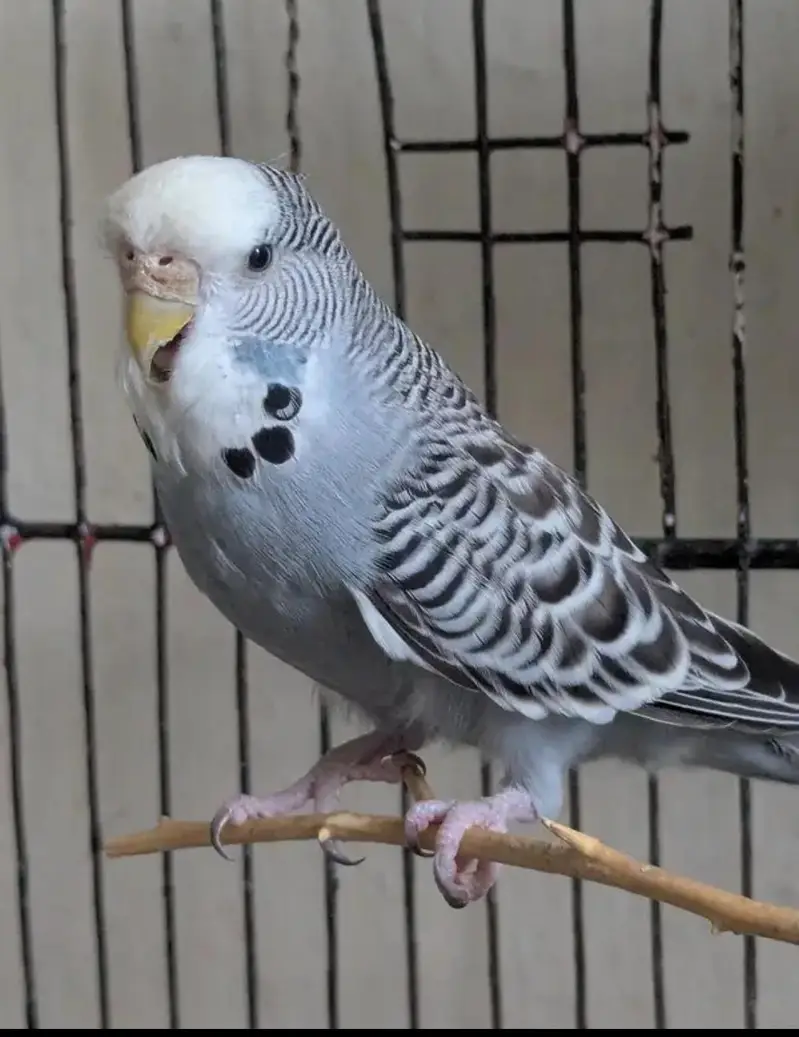 6 Australian Budgies with Flower Head | Rare Budgies | White and Blue — photo 2