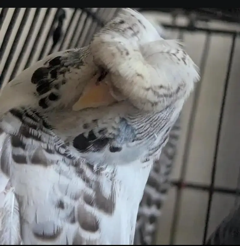 6 Australian Budgies with Flower Head | Rare Budgies | White and Blue — photo 3