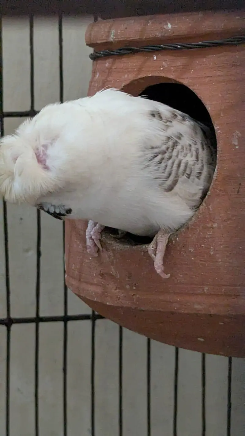 6 Australian Budgies with Flower Head | Rare Budgies | White and Blue — photo 4