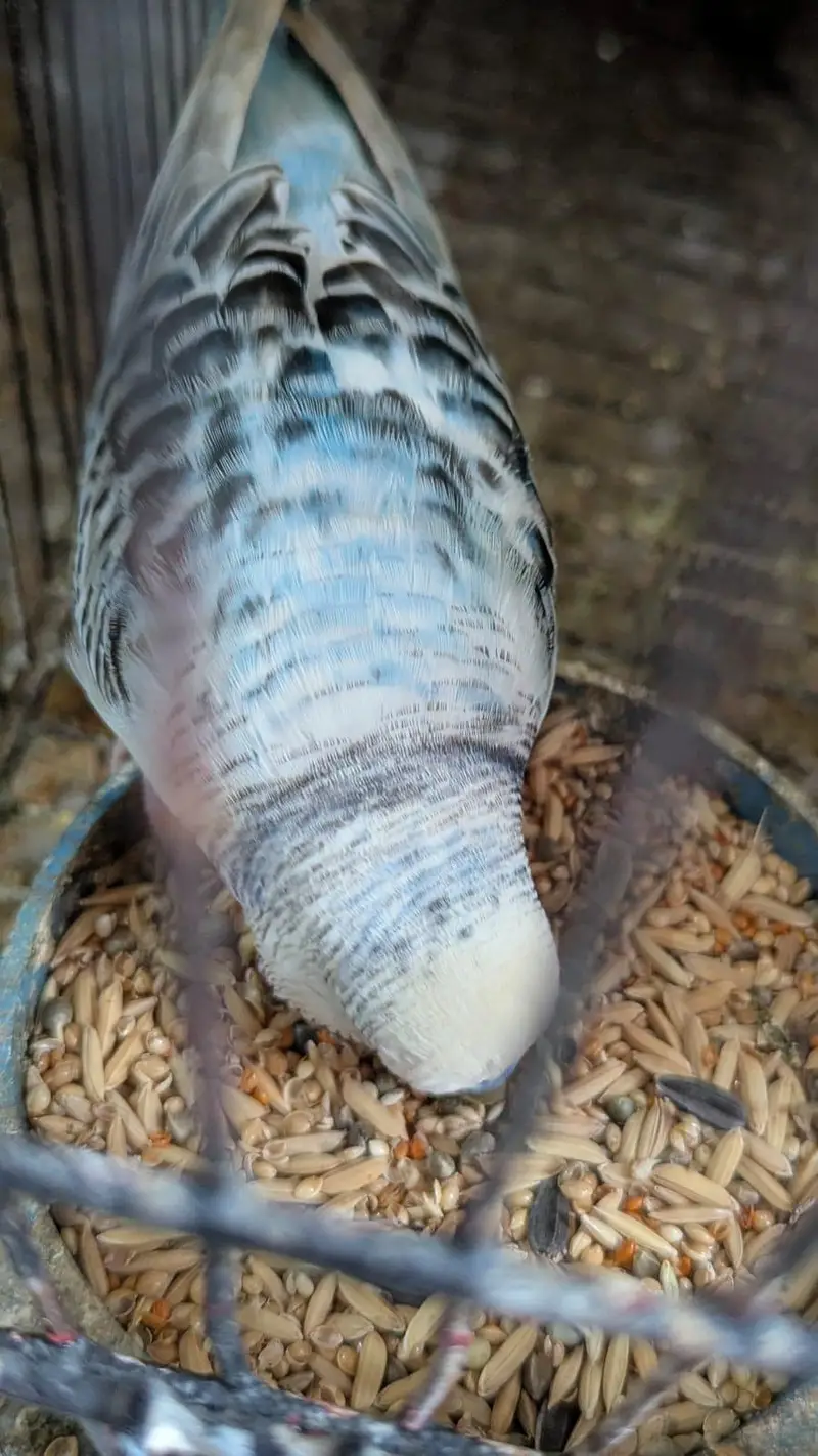 6 Australian Budgies with Flower Head | Rare Budgies | White and Blue — photo 5
