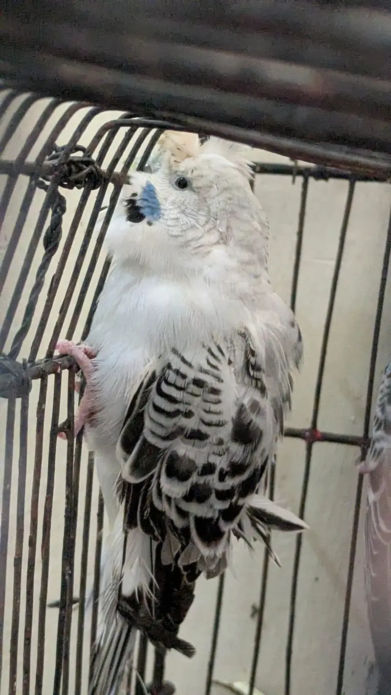 6 Australian Budgies with Flower Head | Rare Budgies | White and Blue — photo 6