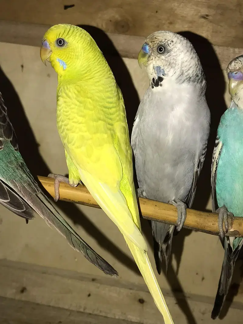King size breeder pairs — photo 5