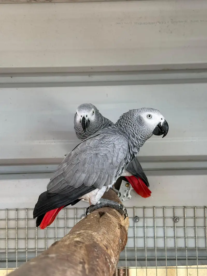 African grey parrot chicks for sale 0370/7110419 — photo 2