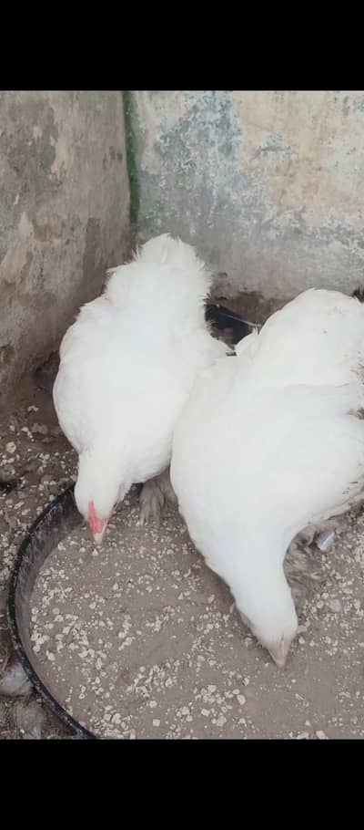 Bantam hen pair ForSale phaty hai