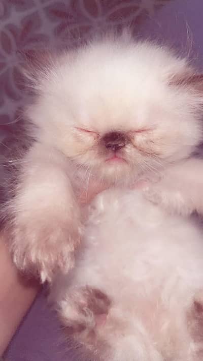 kitten for sale