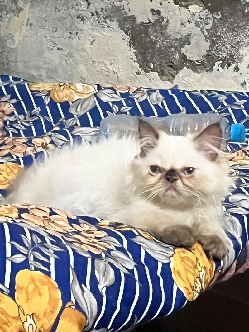 kitten for sale — photo 2
