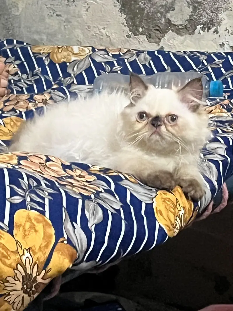 kitten for sale — photo 3