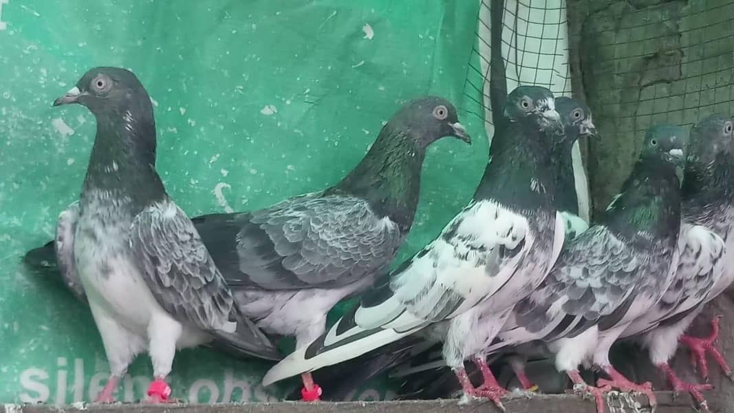 ٹیڈی قصوری سیالکوٹی بہترین کبوتر 0