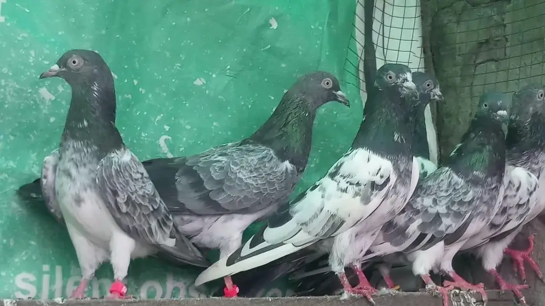 ٹیڈی قصوری سیالکوٹی بہترین کبوتر