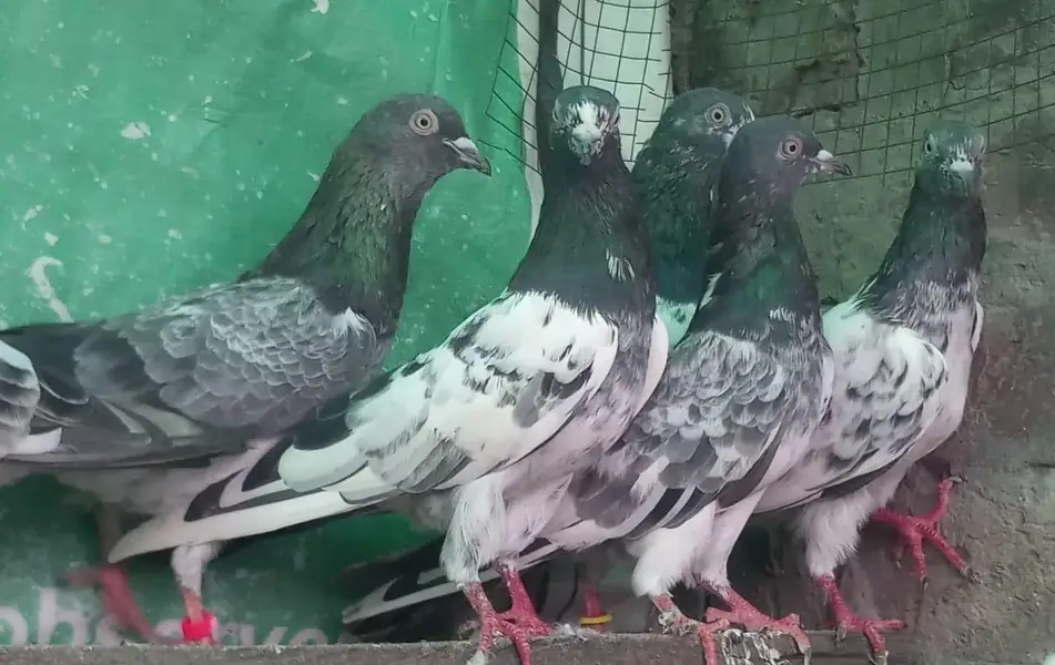 ٹیڈی قصوری سیالکوٹی بہترین کبوتر — photo 2