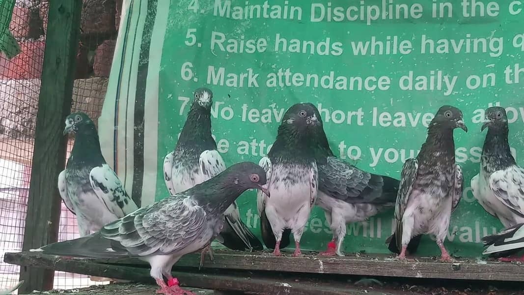 ٹیڈی قصوری سیالکوٹی بہترین کبوتر 4