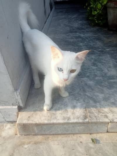 odd eyes cat for sale