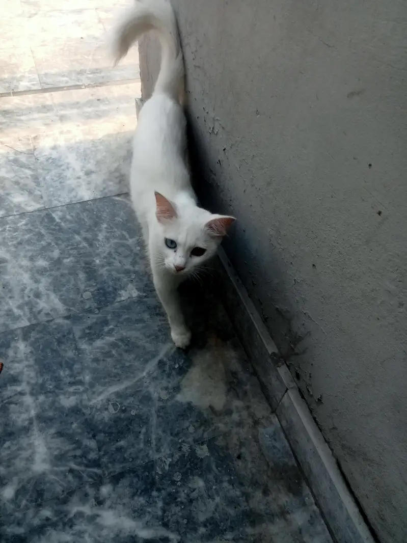 odd eyes cat for sale — photo 2