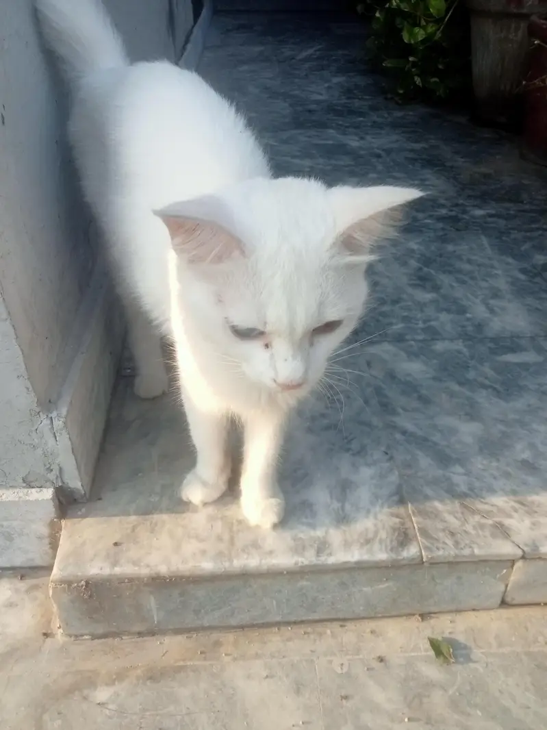odd eyes cat for sale — photo 3