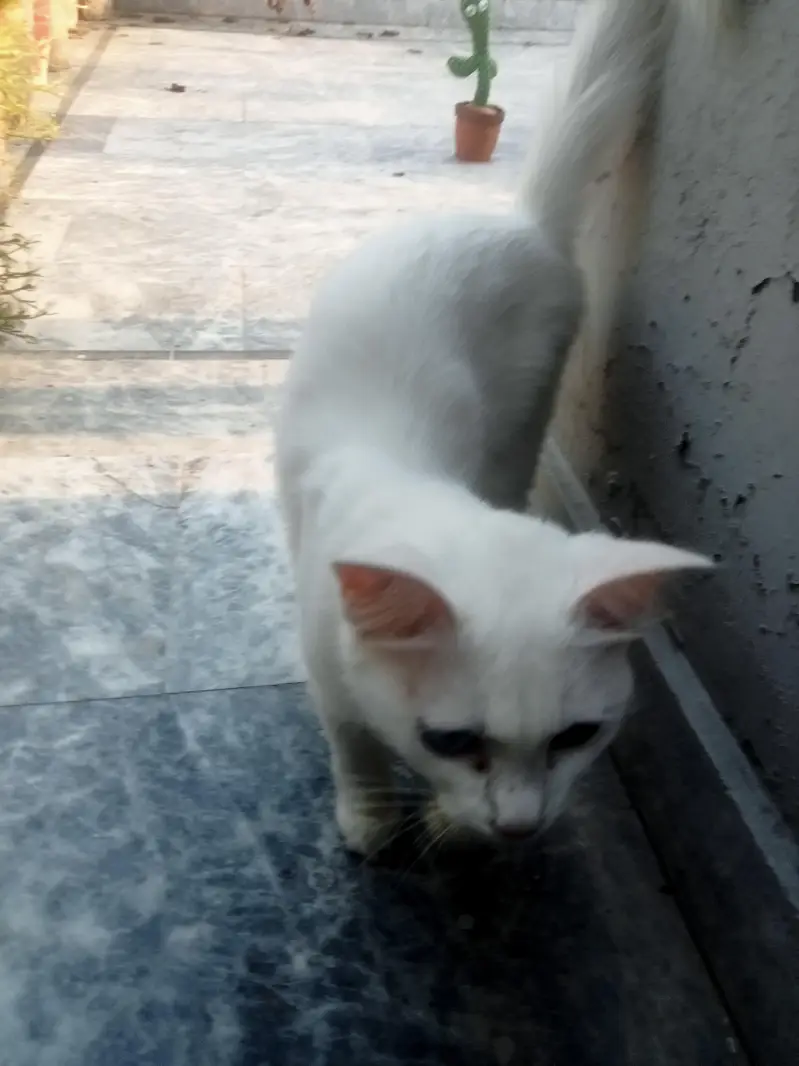 odd eyes cat for sale — photo 4