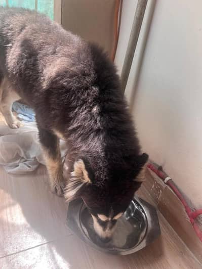husky wlooy coat