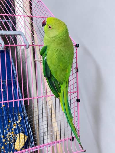 captive talking female