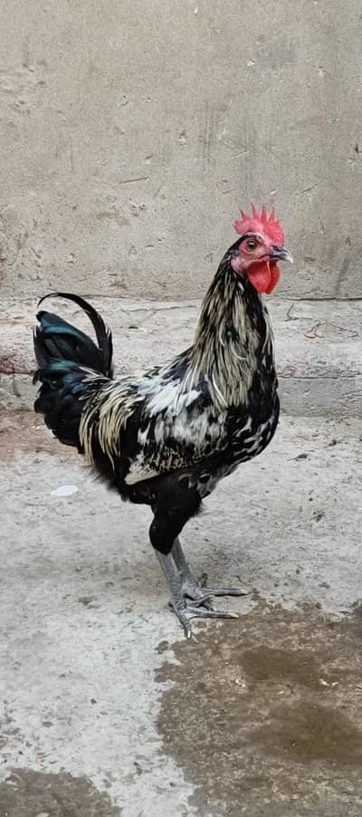 Premium Quality Desi Breeding Flock (1 Male & 3 Females)