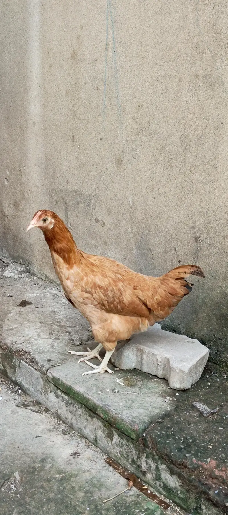 Premium Quality Desi Breeding Flock (1 Male & 3 Females) — photo 2