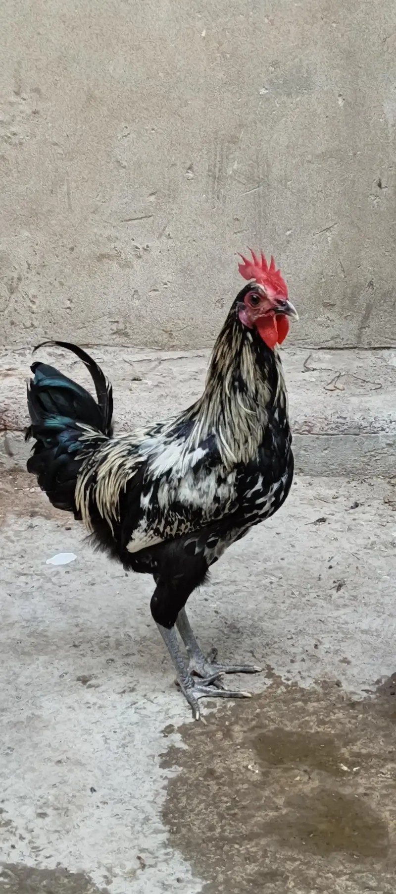 Premium Quality Desi Breeding Flock (1 Male & 3 Females) — photo 3