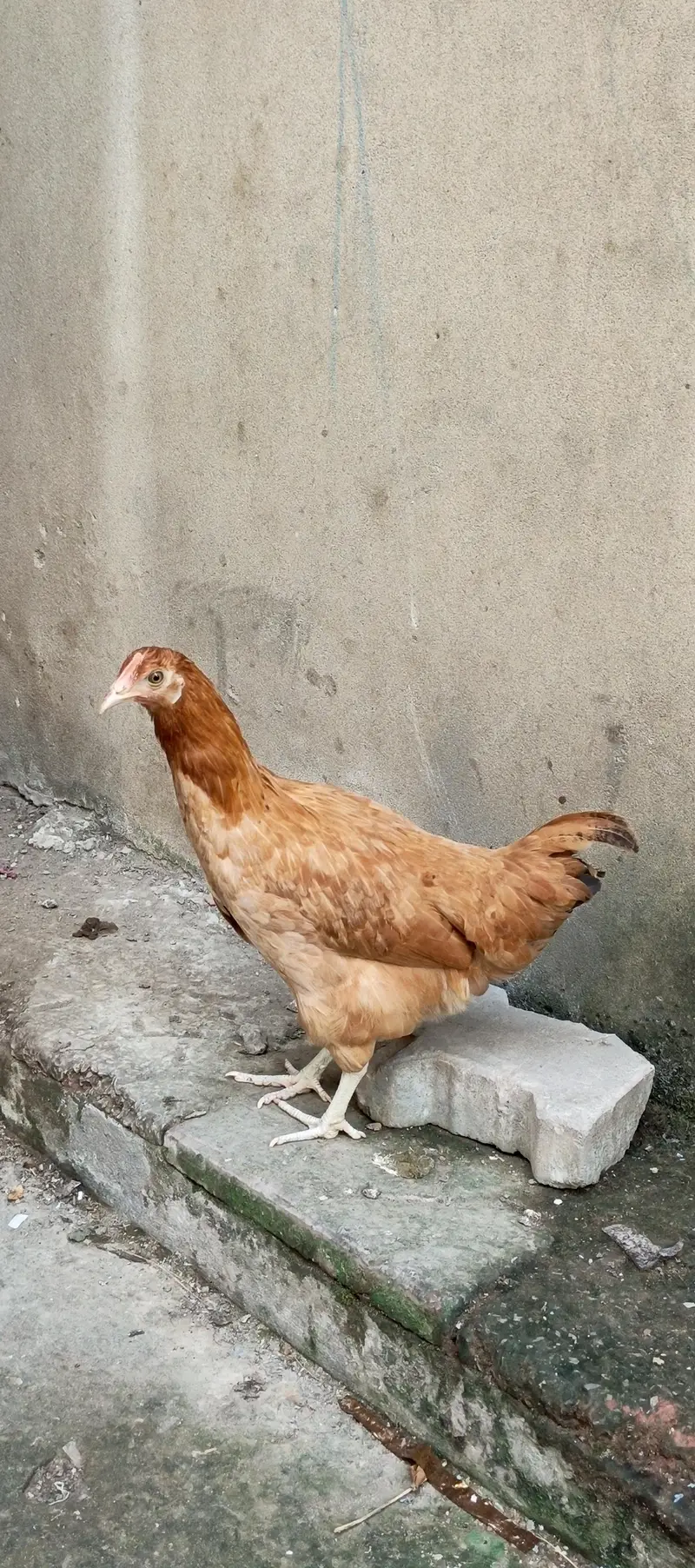 Premium Quality Desi Breeding Flock (1 Male & 3 Females) — photo 4